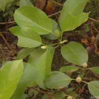 Mitragyna parvifolia (Roxb.) Korth.